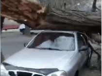 Дерево упало на машину