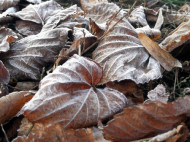 Морозы и сильный ветер: синоптик рассказала о погоде в Украине в понедельник, 25 ноября