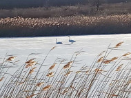В ледяной ловушке: под Запорожьем к пруду примерзли лебеди (фото)