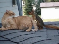 Настырная приставучая белка озадачила кота, заставляя его поиграть с ней (видео)