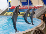 В Раду подали законопроект о запрете дельфинариев в Украине