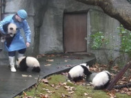 Своевольный детеныш панды пытается сбежать из детского сада для малышей-панд (видео)