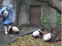 Сотрудник и детеныши панды