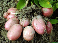 Из-за изменения климата огородникам пора переходить на ранний картофель определенных сортов, — ученый-агроном