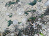 Экологическая катастрофа под Николаевом: море выбросило на берег тысячи мертвых медуз (видео)
