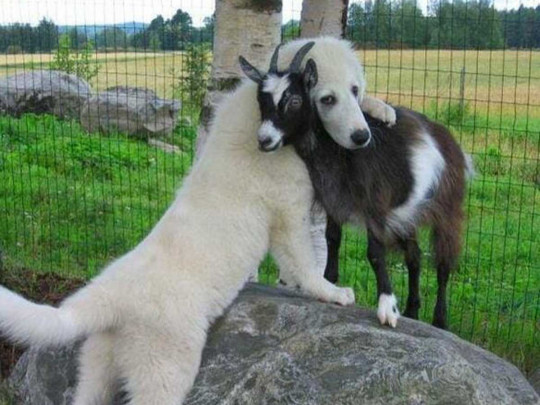 Собака и козел