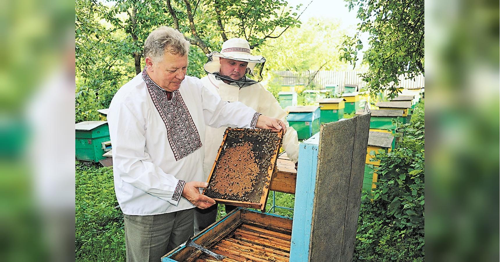 Пчелы помогли волынской семье пережить депрессивные 90-е, а сейчас  пчеловодство стало их успешным бизнесом - «ФАКТЫ»