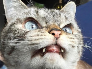 Похож на Дракулу: кот-«вампир» с огромными клыками стал звездой Instagram (фото, видео)
