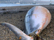 В Лондоне на берег Темзы выбросило кита (фото)