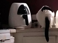 Кто украл сосиску и идеальный камуфляж: владельцы котов поделились смешными фото питомцев
