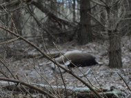 На Волыни неизвестные устроили бойню в лесничестве: убиты семь ланей (фото)