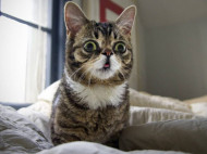 Померла кішка Ліл Баб&nbsp;&mdash; одна з&nbsp;перших тварин, які стали зірками інтернету (фото, відео)