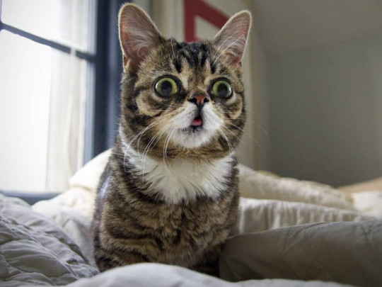 Померла кішка Ліл Баб&nbsp;— одна з перших тварин, які стали зірками інтернету (фото, відео)