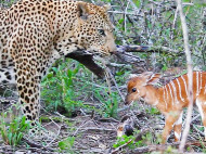 Храбрый детеныш антилопы атаковал леопарда, неоднократно бодая его (видео)