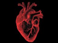 Ученым удалось заставить биться мертвое сердце: удивительное видео