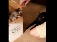 Сеть насмешила реакция кота при виде котенка, которого принесли домой хозяева (видео)