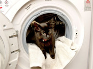 Котенка постирали в стиральной машине: хозяйка спасла его, сделав искусственное дыхание (фото)
