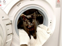 Котенок Пози в стиральной машине