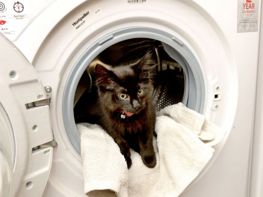 Котенок Пози в стиральной машине