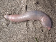 На калифорнийский пляж выбросило тысячи «рыб-пенисов» (фото)