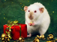 2020 — год Белой Крысы: что это значит и как встретить Новый год