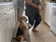 Редкий талант: собака-танцор вызвала восторг в сети (видео)