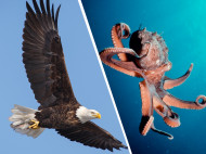 Орел против осьминога: в сети показали зрелищное видео битвы двух хищников