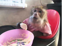 Шимпанзе обедает
