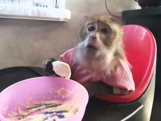 Шимпанзе обедает