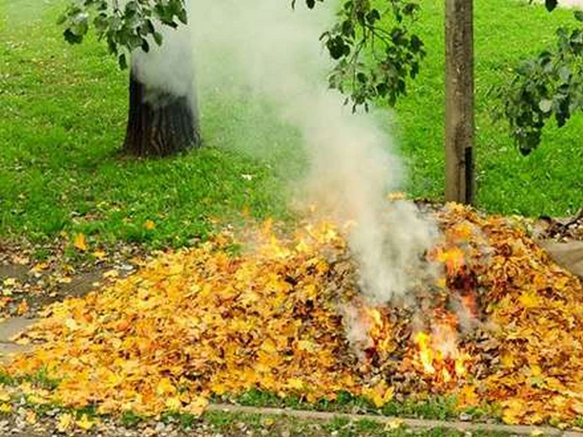 как сжечь опавшие листья