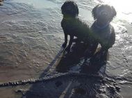 Собаки во время прогулки с хозяином нашли ихтиозавра (фото)
