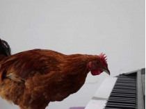 Курица и пианино