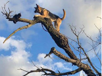 Кошка и собака на дереве