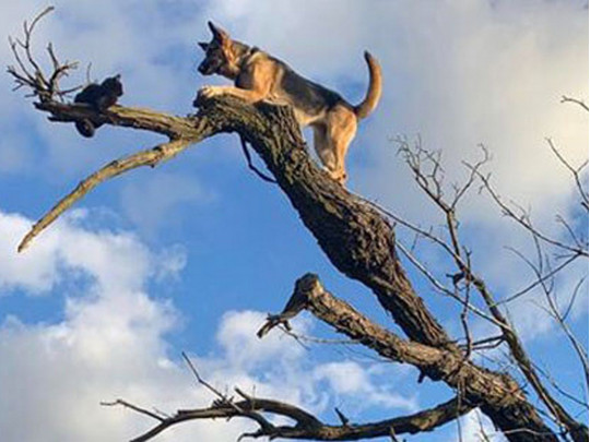 Кошка и собака на дереве