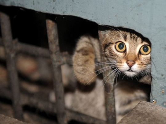 В Николаеве бездомных котов признали частью экосистемы города