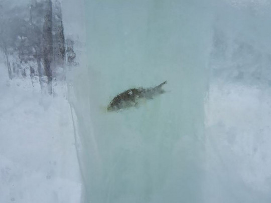 Вмерзшая в лед рыба
