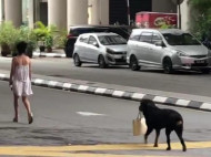 Видео с псом-джентльменом, который несет за хозяйкой сумку, вызвало неоднозначную реакцию в сети 