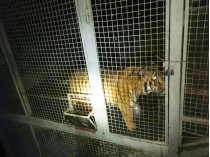 Тигры в клетке