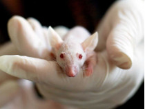 Крысы в медицине