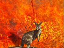 Австралия в огне