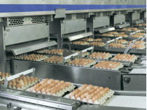 Производство яиц