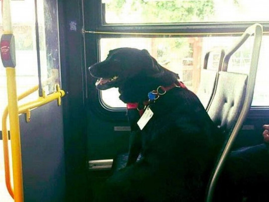 Эклипс в автобусе