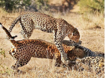 Битва леопардов
