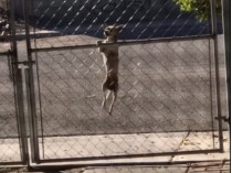 Собака лезет через забор