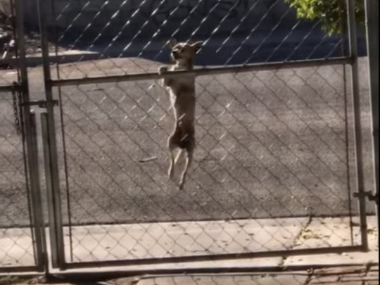 Собака лезет через забор