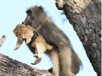 Бабуин с львенком