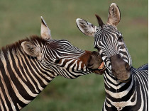 «Целующиеся зебры»