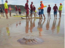 Медузы в Австралии