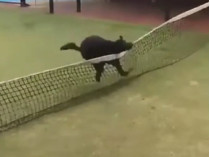 Собака пытается перепрыгнуть через сетку