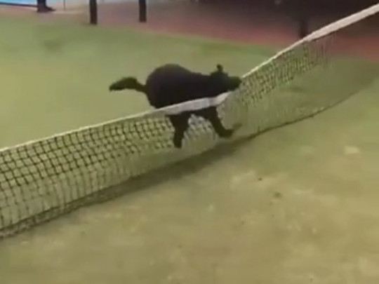 Собака пытается перепрыгнуть через сетку